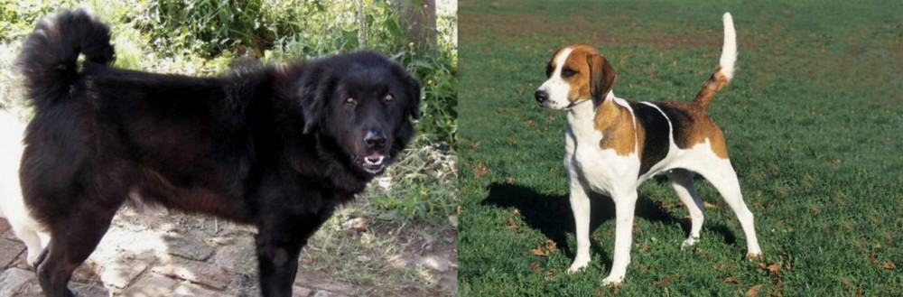 English Foxhound vs Bakharwal Dog - Breed Comparison