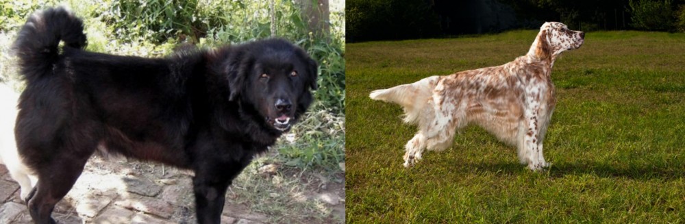 English Setter vs Bakharwal Dog - Breed Comparison