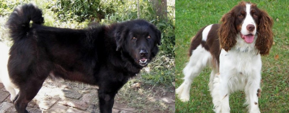 English Springer Spaniel vs Bakharwal Dog - Breed Comparison