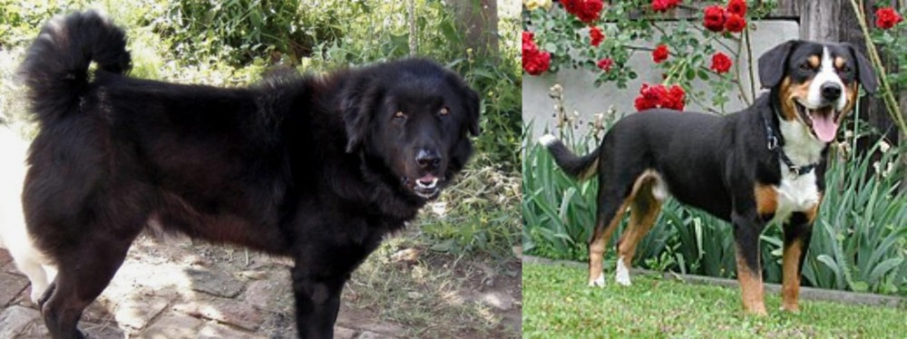 Entlebucher Mountain Dog vs Bakharwal Dog - Breed Comparison