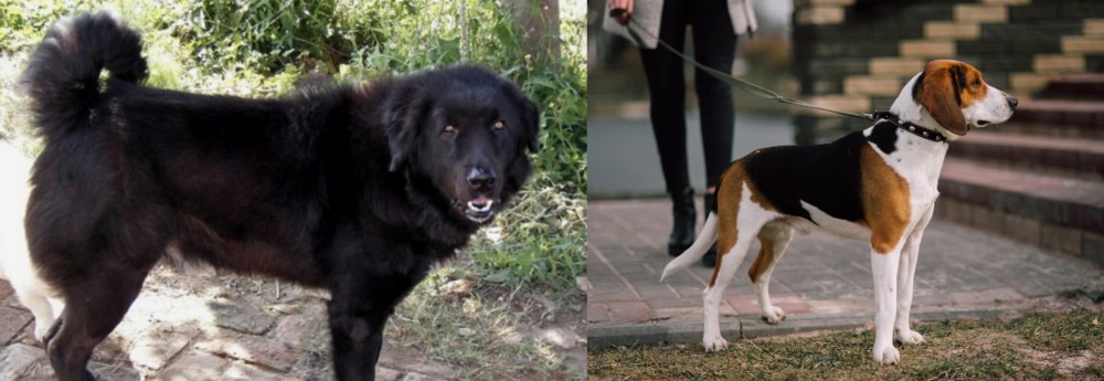 Estonian Hound vs Bakharwal Dog - Breed Comparison