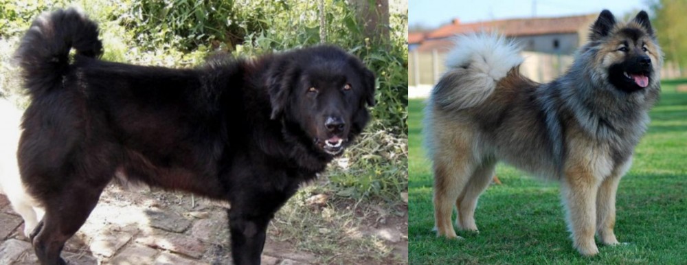 Eurasier vs Bakharwal Dog - Breed Comparison