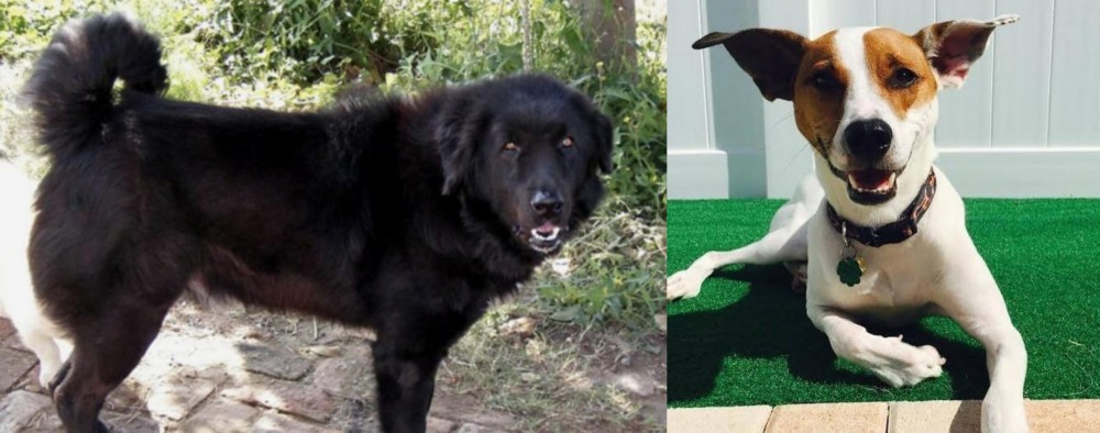 Feist vs Bakharwal Dog - Breed Comparison