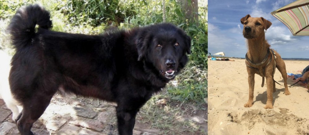 Fell Terrier vs Bakharwal Dog - Breed Comparison