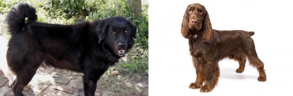 Field Spaniel vs Bakharwal Dog - Breed Comparison