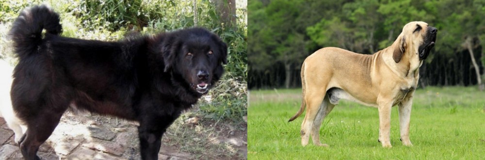 Fila Brasileiro vs Bakharwal Dog - Breed Comparison