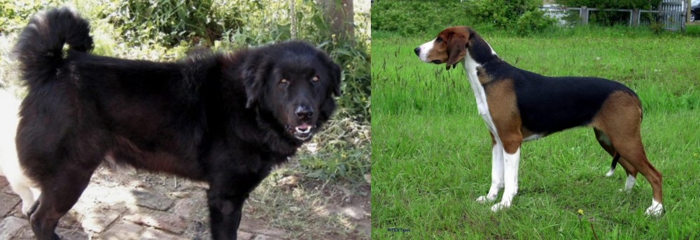 Finnish Hound vs Bakharwal Dog - Breed Comparison