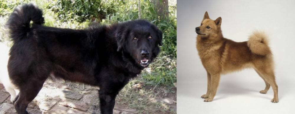 Finnish Spitz vs Bakharwal Dog - Breed Comparison