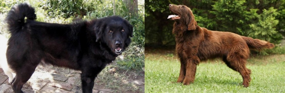 Flat-Coated Retriever vs Bakharwal Dog - Breed Comparison