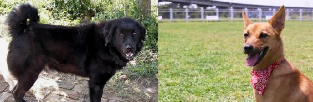Formosan Mountain Dog vs Bakharwal Dog - Breed Comparison
