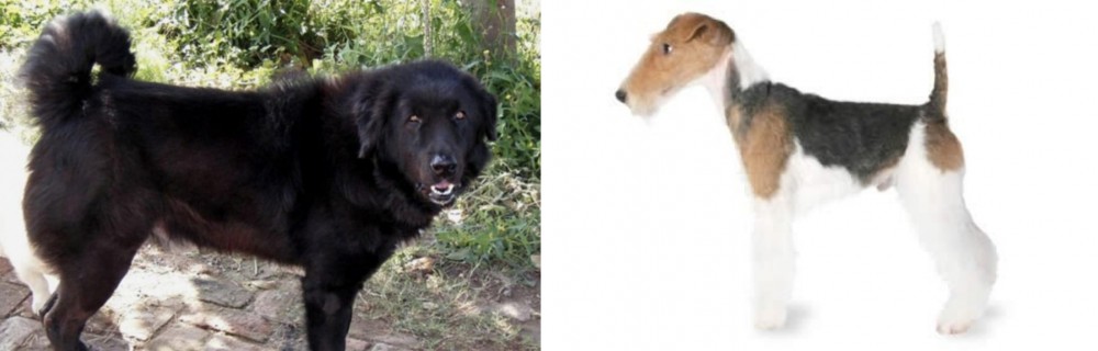 Fox Terrier vs Bakharwal Dog - Breed Comparison