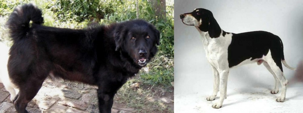 Francais Blanc et Noir vs Bakharwal Dog - Breed Comparison