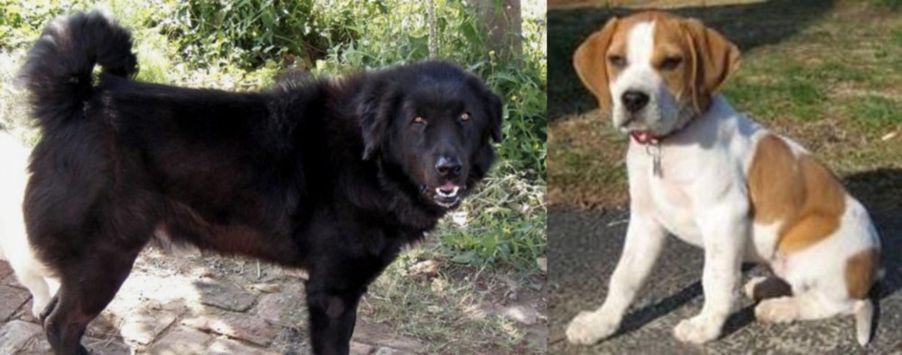 Francais Blanc et Orange vs Bakharwal Dog - Breed Comparison
