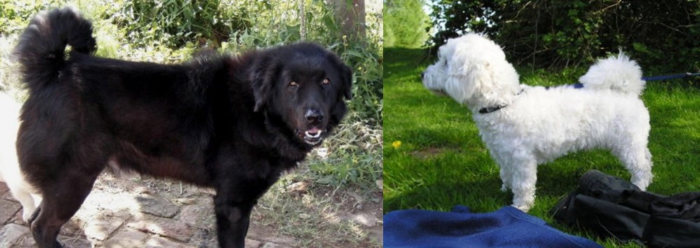 Franzuskaya Bolonka vs Bakharwal Dog - Breed Comparison