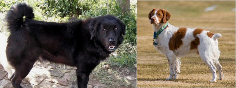 French Brittany vs Bakharwal Dog - Breed Comparison