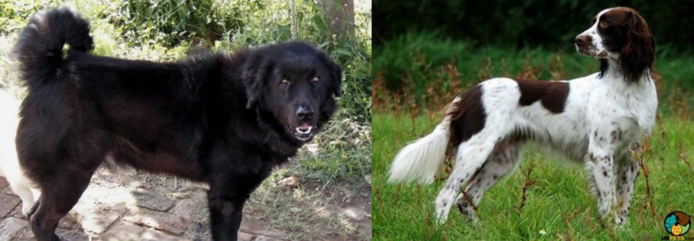 French Spaniel vs Bakharwal Dog - Breed Comparison