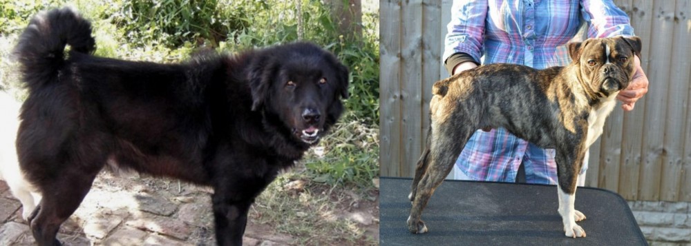 Fruggle vs Bakharwal Dog - Breed Comparison