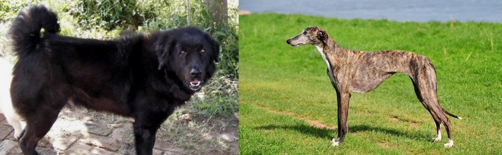 Galgo Espanol vs Bakharwal Dog - Breed Comparison