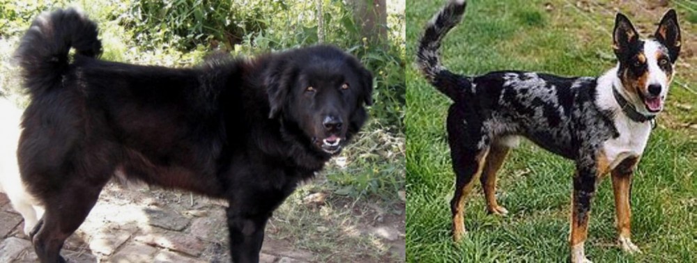 German Coolie vs Bakharwal Dog - Breed Comparison