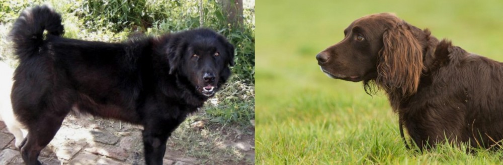 German Longhaired Pointer vs Bakharwal Dog - Breed Comparison
