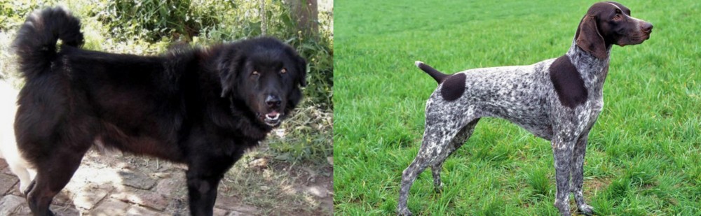 German Shorthaired Pointer vs Bakharwal Dog - Breed Comparison