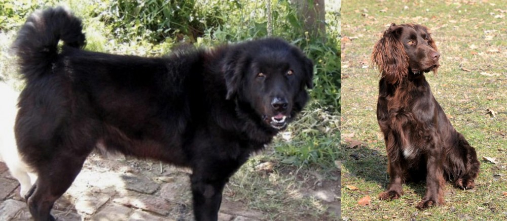 German Spaniel vs Bakharwal Dog - Breed Comparison
