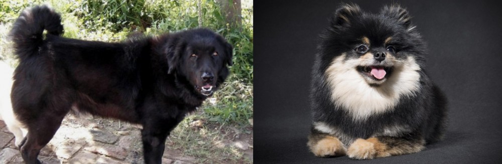 German Spitz (Klein) vs Bakharwal Dog - Breed Comparison