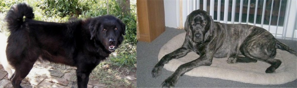 Giant Maso Mastiff vs Bakharwal Dog - Breed Comparison
