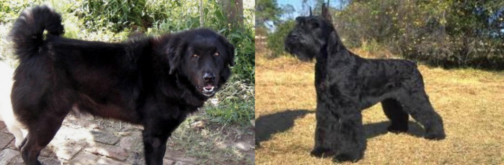 Giant Schnauzer vs Bakharwal Dog - Breed Comparison