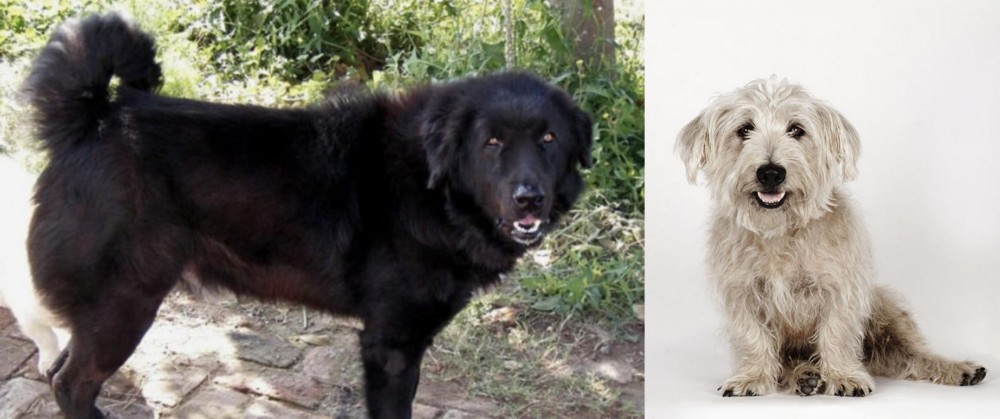 Glen of Imaal Terrier vs Bakharwal Dog - Breed Comparison