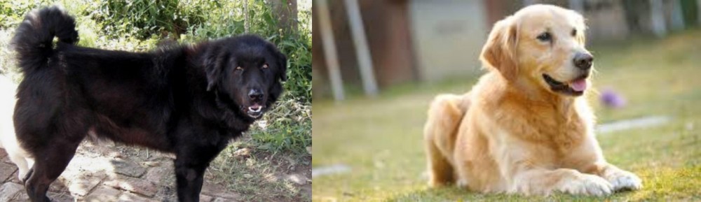 Goldador vs Bakharwal Dog - Breed Comparison