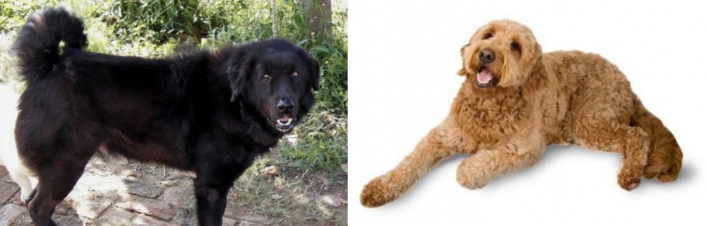 Golden Doodle vs Bakharwal Dog - Breed Comparison