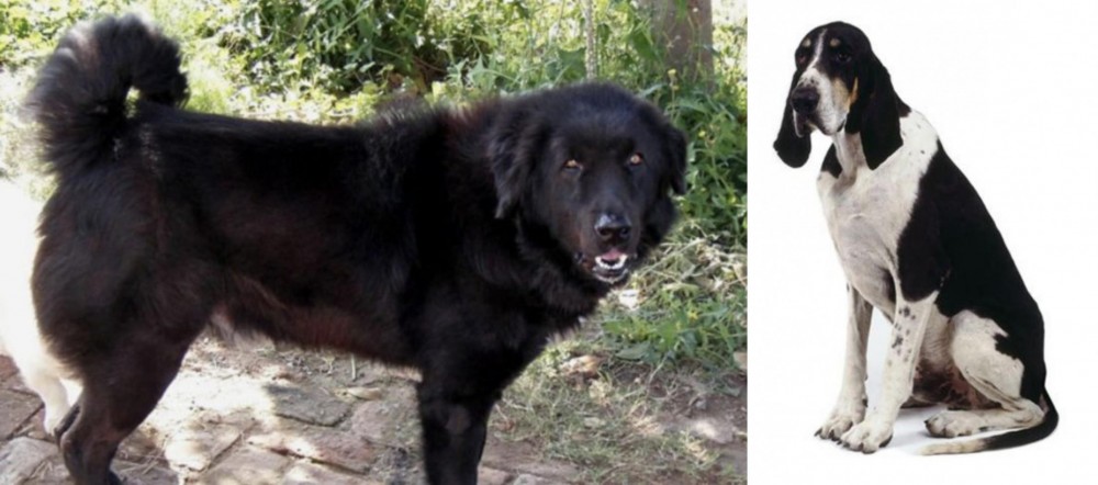 Grand Anglo-Francais Blanc et Noir vs Bakharwal Dog - Breed Comparison