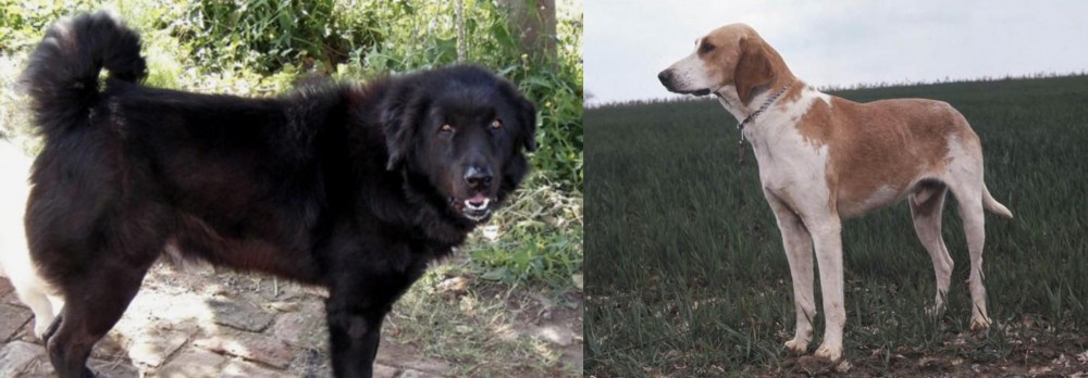 Grand Anglo-Francais Blanc et Orange vs Bakharwal Dog - Breed Comparison