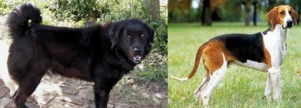 Grand Anglo-Francais Tricolore vs Bakharwal Dog - Breed Comparison