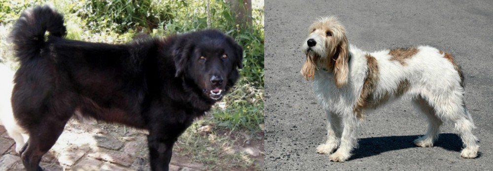 Grand Basset Griffon Vendeen vs Bakharwal Dog - Breed Comparison