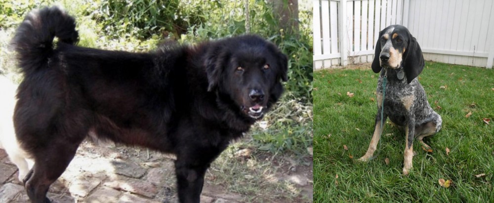 Grand Bleu de Gascogne vs Bakharwal Dog - Breed Comparison