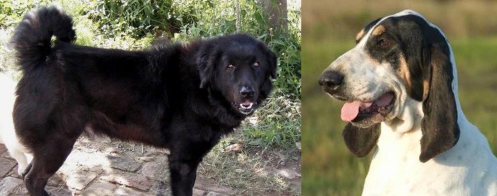 Grand Gascon Saintongeois vs Bakharwal Dog - Breed Comparison