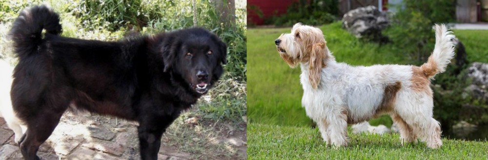 Grand Griffon Vendeen vs Bakharwal Dog - Breed Comparison