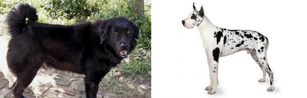 Great Dane vs Bakharwal Dog - Breed Comparison