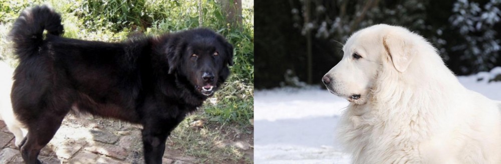 Great Pyrenees vs Bakharwal Dog - Breed Comparison