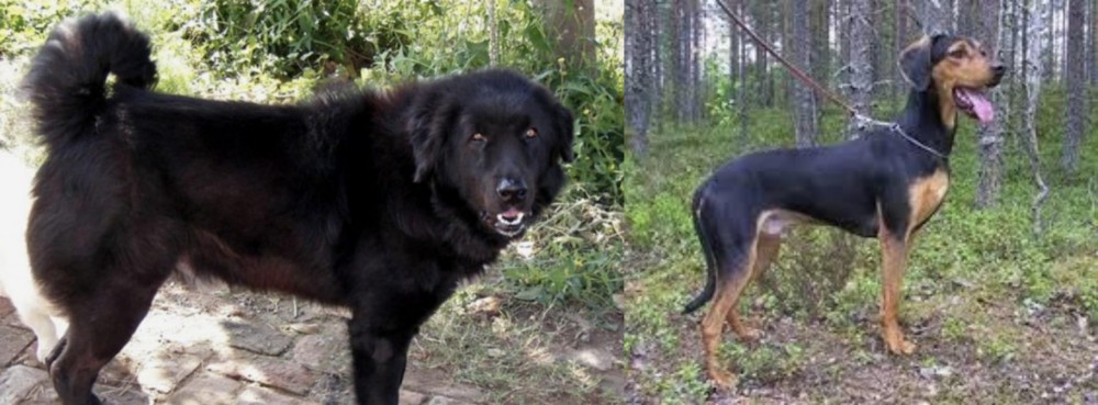 Greek Harehound vs Bakharwal Dog - Breed Comparison