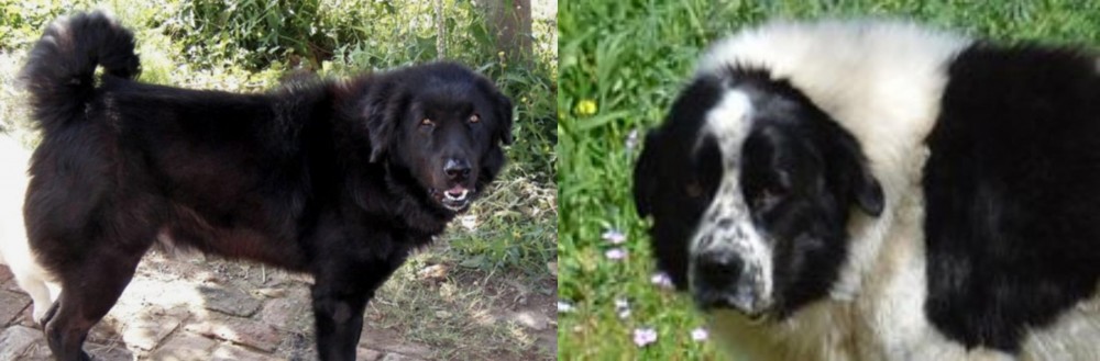 Greek Sheepdog vs Bakharwal Dog - Breed Comparison
