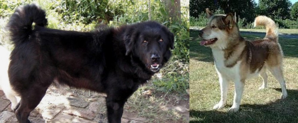 Greenland Dog vs Bakharwal Dog - Breed Comparison