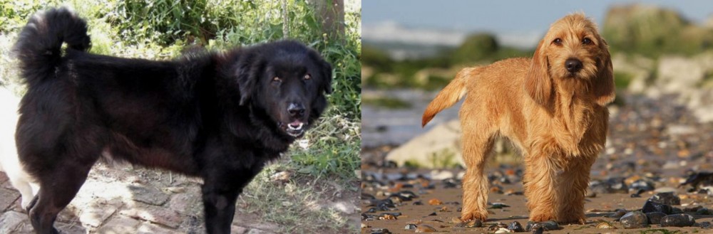 Griffon Fauve de Bretagne vs Bakharwal Dog - Breed Comparison