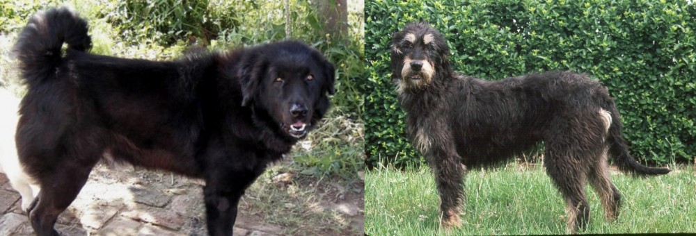 Griffon Nivernais vs Bakharwal Dog - Breed Comparison
