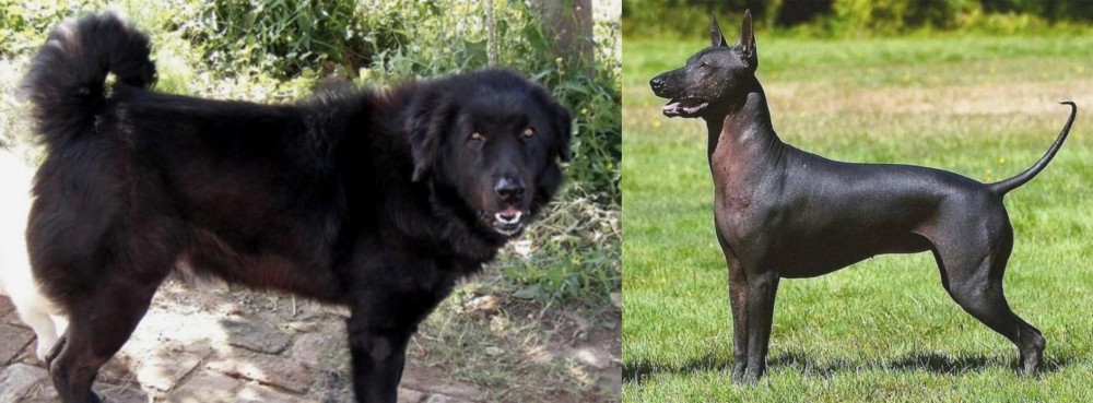 Hairless Khala vs Bakharwal Dog - Breed Comparison