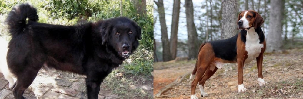 Hamiltonstovare vs Bakharwal Dog - Breed Comparison
