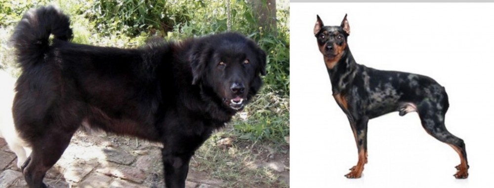 Harlequin Pinscher vs Bakharwal Dog - Breed Comparison