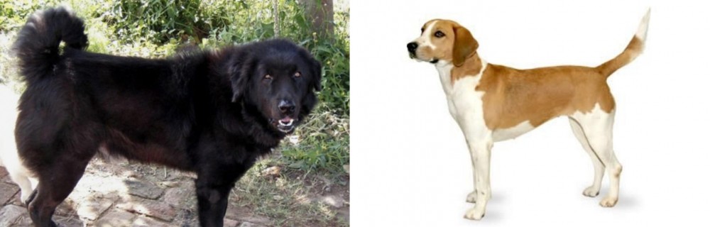 Harrier vs Bakharwal Dog - Breed Comparison